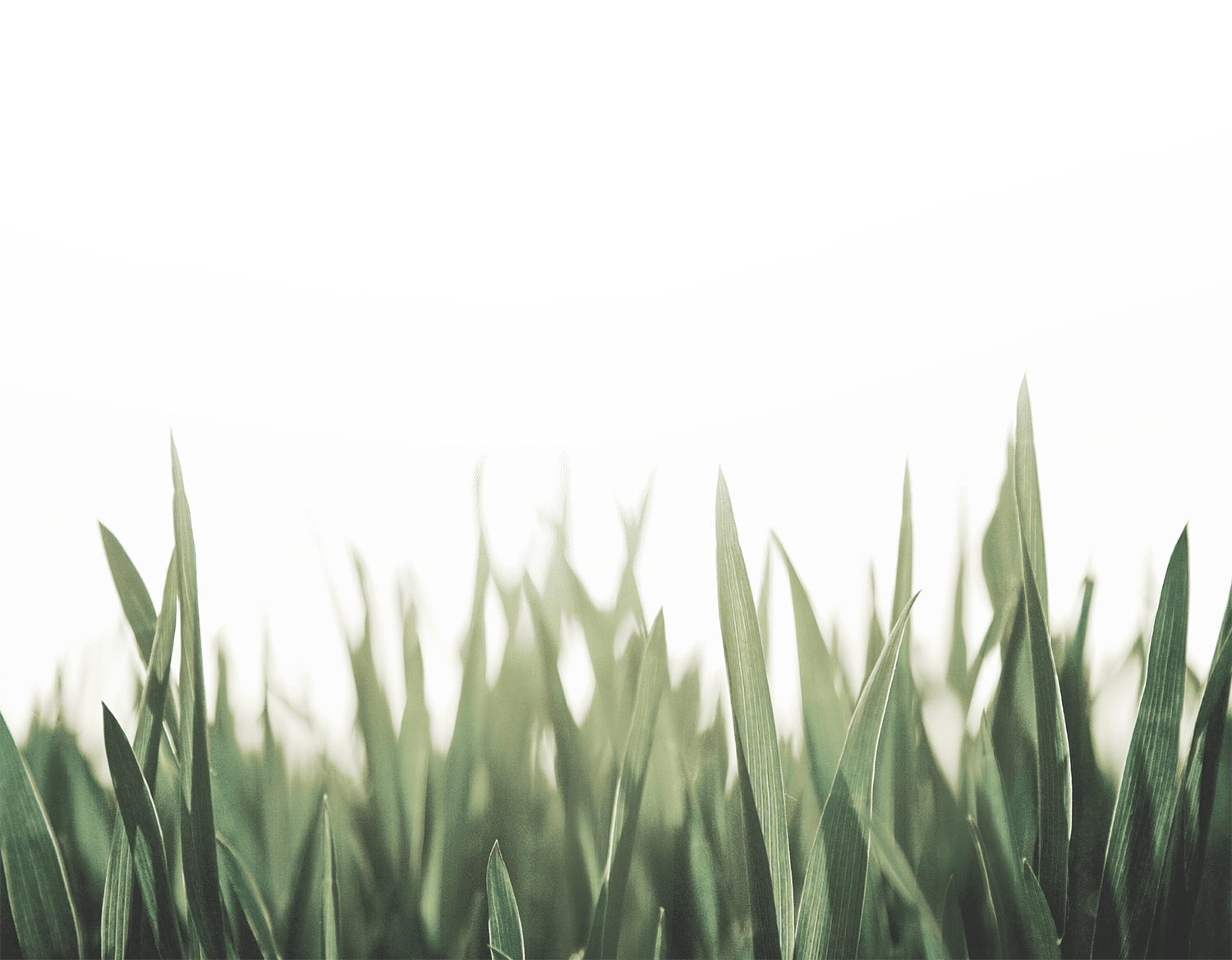 Gras